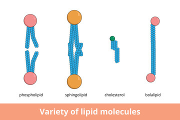 Variety of lipid molecules. Shapes of lipid molecules forming biological membranes, including phospholipid, sphingolipid, cholesterol and bolalipid.