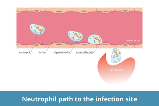 Neutrophil path to the infection site.	Cell-surface carbohydrate are recognized by lectins that allows them to migrate from blood to infection site.