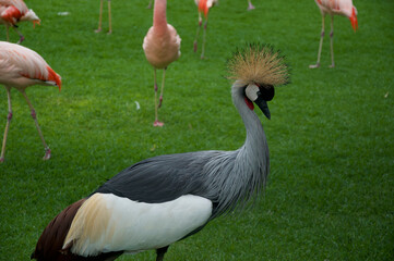 grey crowned crane