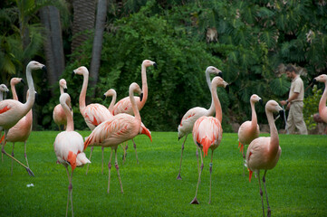 flamingos in the zoo