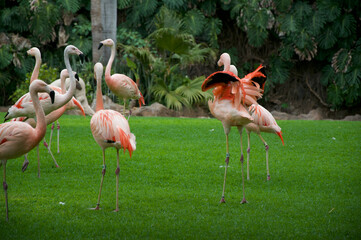 flamingos in the zoo