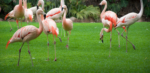 flamingos in the zoo