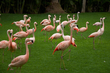 flamingos in the zoo