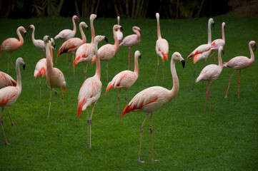 flamingos in the zoo