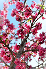 Galho da Prunus campanulata com as flores rosas da Prunus campanulata
