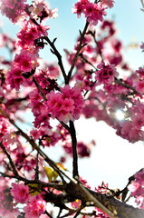 As lindas flores rosa da Prunus campanulata