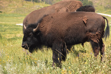 Grazing Young Bison in a Field with Wildflowers