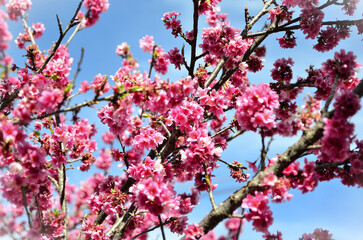 Em dia ensolarado as flores da Prunus campanulata