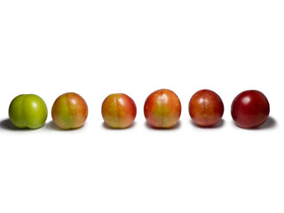 Cherry plum at different stages of maturation. Plum variety. Red and green fruits.  Isolate of...