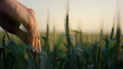 Farmer hand touching wheat spikelets close up. Man check farmland unripe harvest