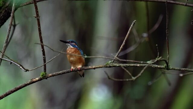The common kingfisher (Alcedo atthis) perching on a twig and watching. Filmed in a dark forest.