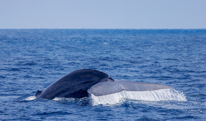 Fototapeta premium Blue whale (Balaenoptera musculus). The huge tail of a blue whale raised high before a deep dive. California. 