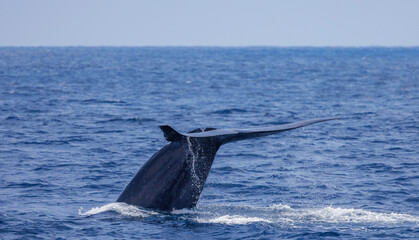 Fototapeta premium Blue Whale, huge tail of a blue whale raised high before a deep dive, California