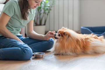 dog obedience. girl  holding treats, snack food, giving command, training to lying to female owner. young woman playing with Pomeranian spitz at home. pet adoption