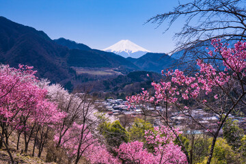 大月市真木お伊勢山の桜風景
