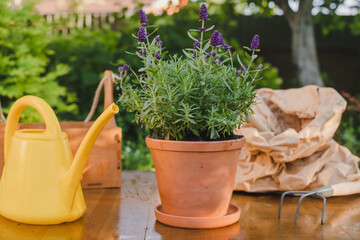 Gardening concept. Potted lavender plant and items for planting on table in backyard garden.
