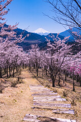 大月市真木お伊勢山の桜風景