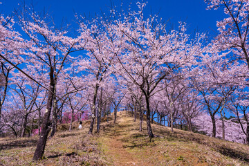 大月市真木お伊勢山の桜風景