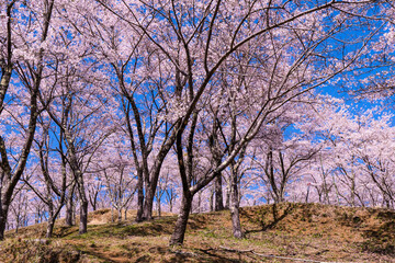 Obraz premium 大月市真木お伊勢山の桜風景