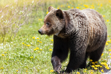 Fototapeta premium Grizzly Bear walking in grass eating dandelions on bright sunny day. close up