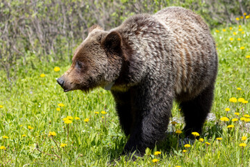 Fototapeta premium close up of female grizzly standing in grass and dandelions 