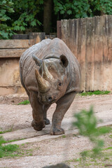 Fototapeta premium Portrait of a black rhinoceros (diceros bicornis) in a zoo