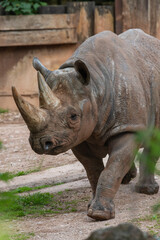Fototapeta premium Portrait of a black rhinoceros (diceros bicornis) in a zoo