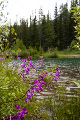 purple flowers in the mountains in front of river