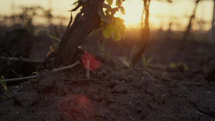 Dry grapevine growing soil at sunset close up. Large vine in plowed ground.