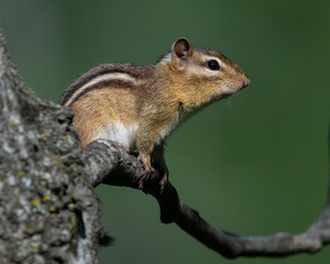Eastern Chipmunk