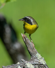 Male Common Yellowthroat in Michigan