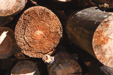 Pile of chopped wood tree, abstract wooden background 