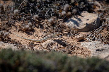 lizard on the ground