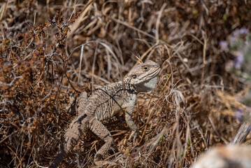 lizard on the rock