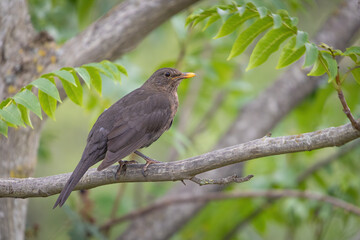 amsel