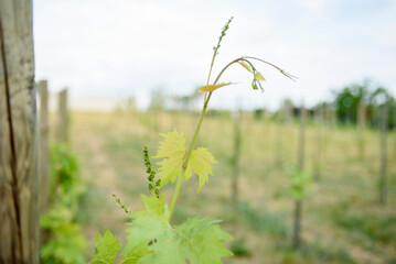 Beautiful view of the vineyard under the rays of the sunset. Green grape vine close-up.