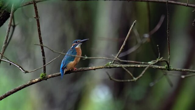 The common kingfisher (Alcedo atthis) perching on a twig and watching. Filmed in a dark forest.