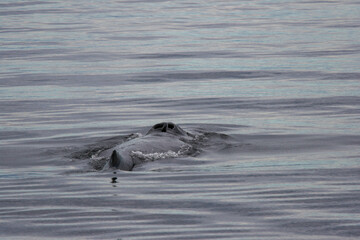 Humpback Whale Blowhole