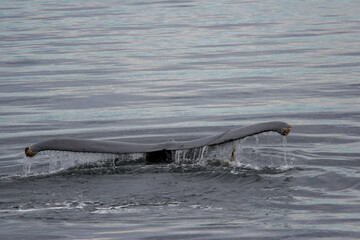 Humpback Whale Flukes