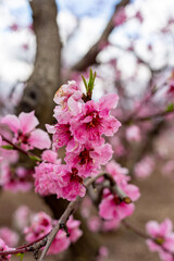 Spring garden flowers blooming in spring