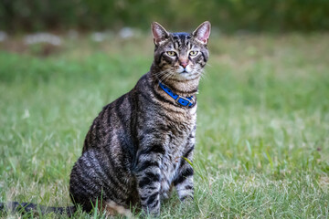 A tabby cat relaxing and enjoying the day