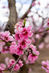 Spring garden flowers blooming in spring