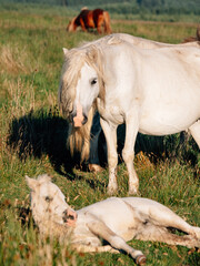 mare and foal in the field