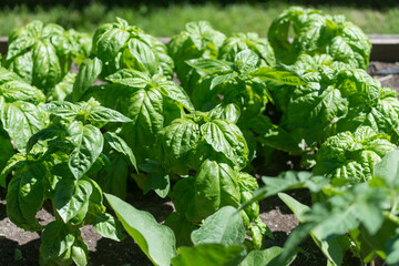 close up of basil growing in the garden