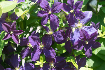 purple clematis flowers in the sun 