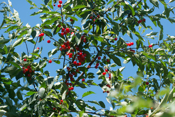 sour cherries and blue sky