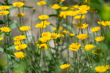 field of yellow daisies
