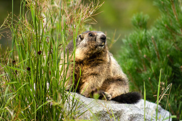 Naklejka na ściany i meble Sitting marmot in the mountains
