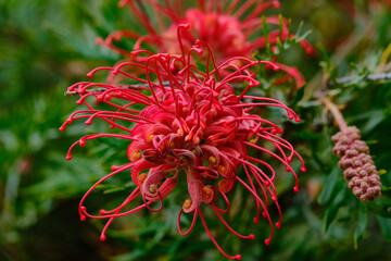 Grevillea, commonly known as spider flowers, is a genus of about 360 species of evergreen flowering plants in the family Proteaceae. Plants in the genus Grevillea are shrubs, rarely trees, with the le