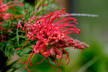 Grevillea, commonly known as spider flowers, is a genus of about 360 species of evergreen flowering plants in the family Proteaceae. Plants in the genus Grevillea are shrubs, rarely trees, with the le